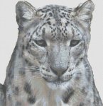 (image for) Snow Leopard